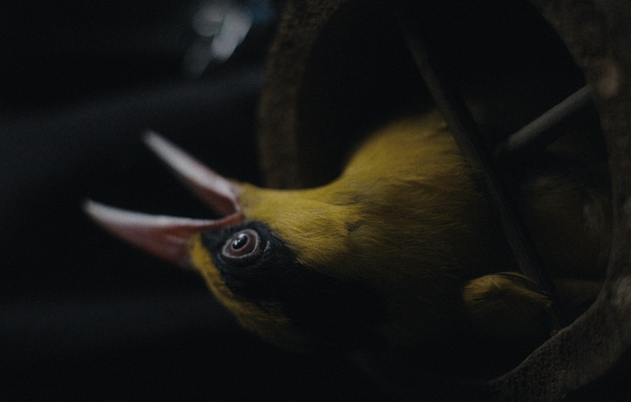 Broken Wings | NOWNESS